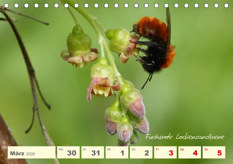 Gartenbilderbuch V