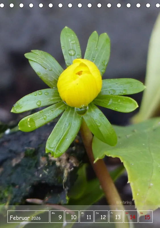 Gartenbilderbuch II