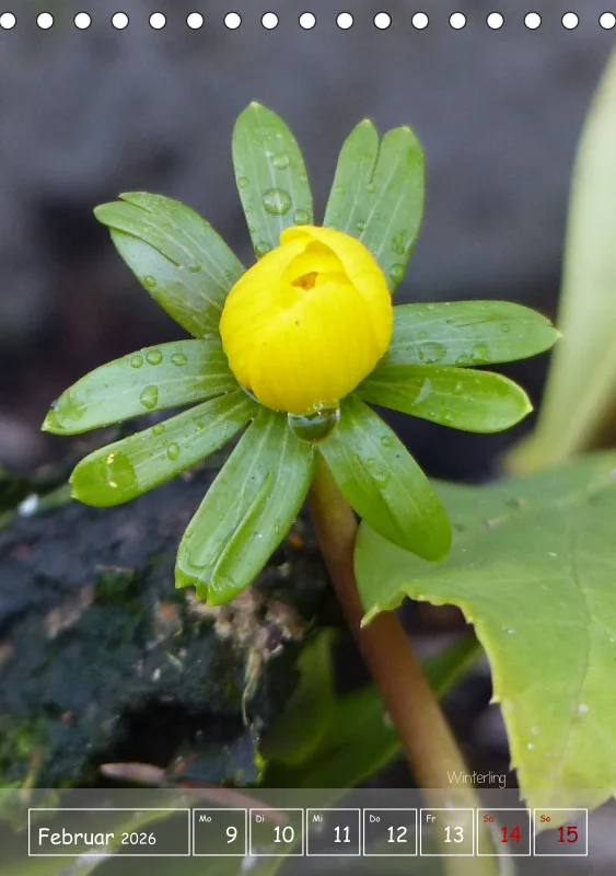 Gartenbilderbuch II