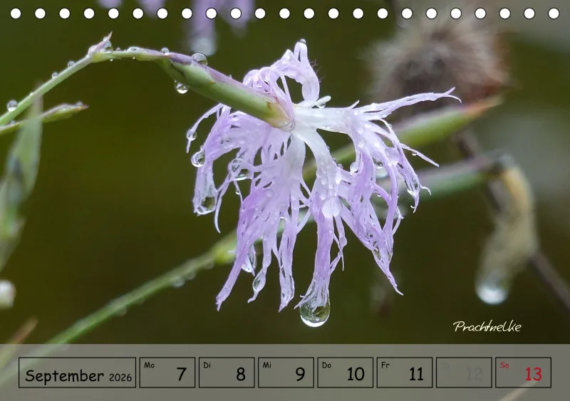 Gartenbilderbuch IV