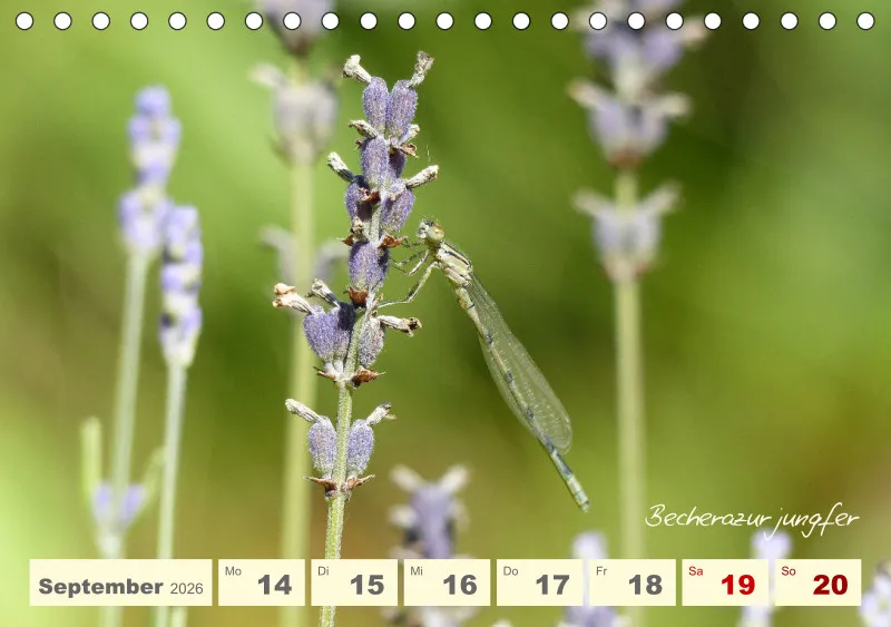Gartenbilderbuch V