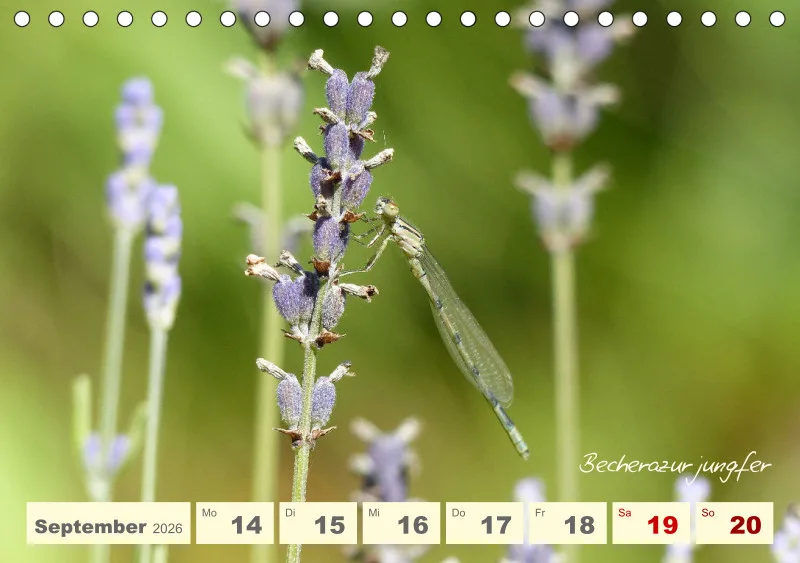 Gartenbilderbuch V