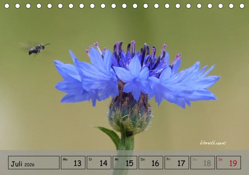 Gartenbilderbuch IV