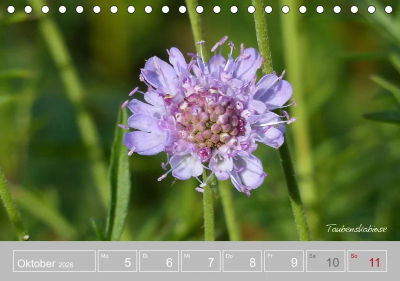Gartenbilderbuch III