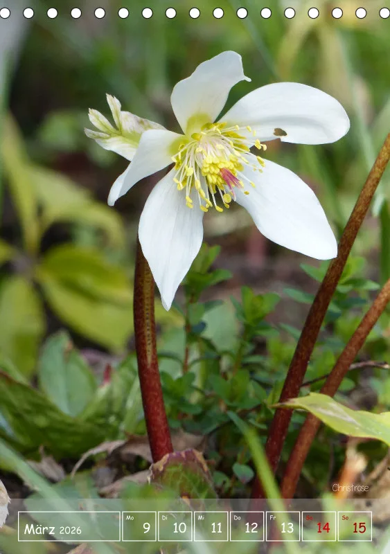 Gartenbilderbuch II