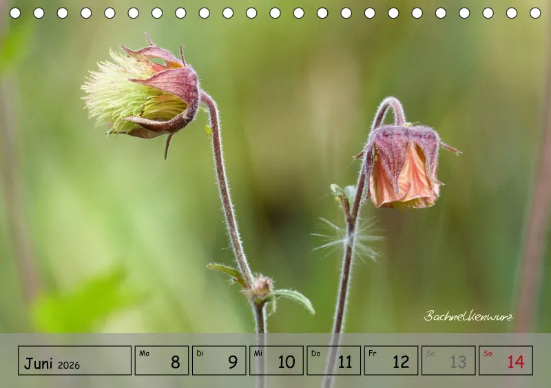 Gartenbilderbuch IV