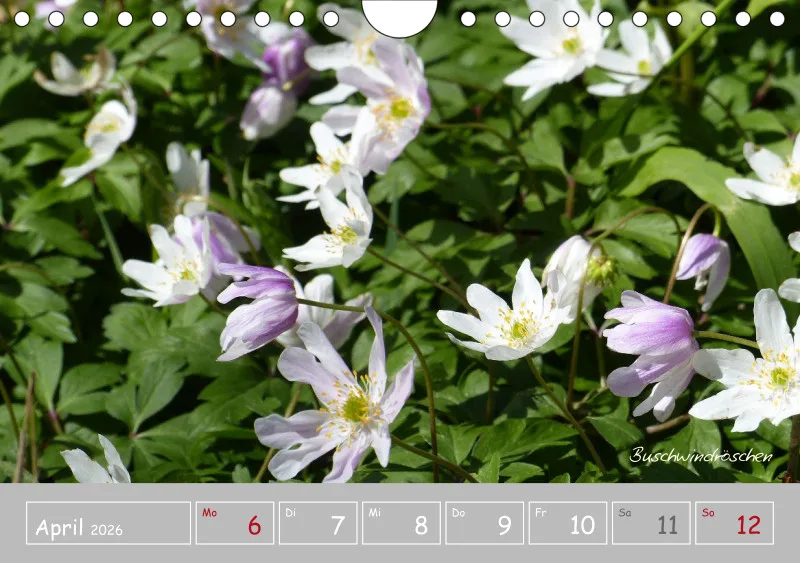 Gartenbilderbuch III