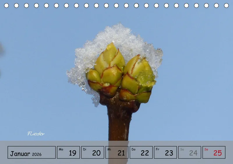 Gartenbilderbuch IV