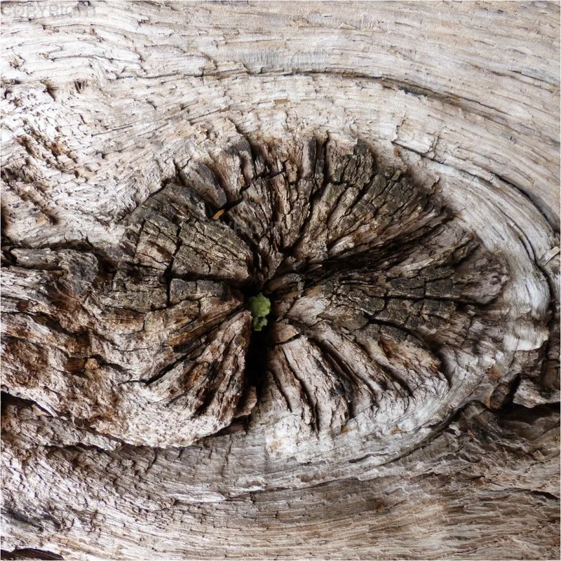 Kissen / Holz