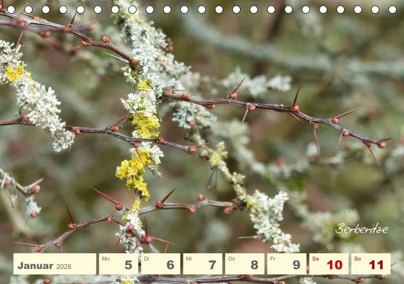 Gartenbilderbuch V