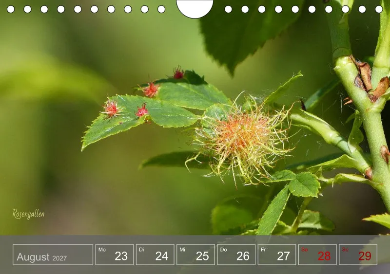 Gartenbilderbuch 2027