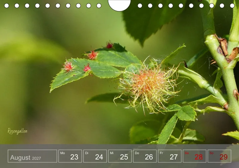 Gartenbilderbuch 2027