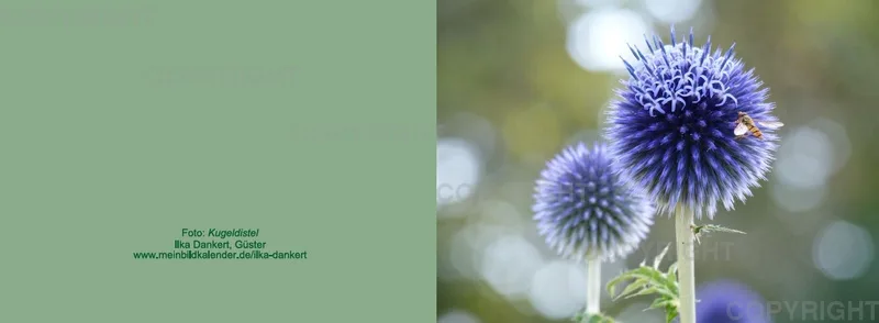 Klappkarte / Kugeldistel