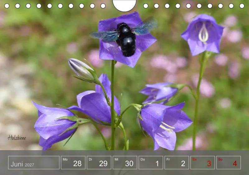 Gartenbilderbuch 2027