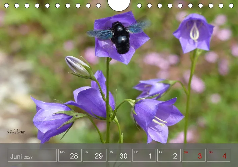 Gartenbilderbuch 2027