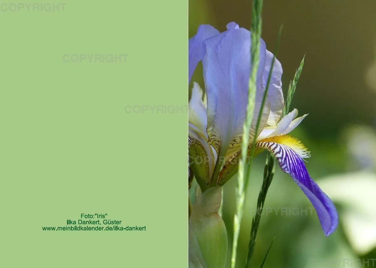 Klappkarte / Iris, nah