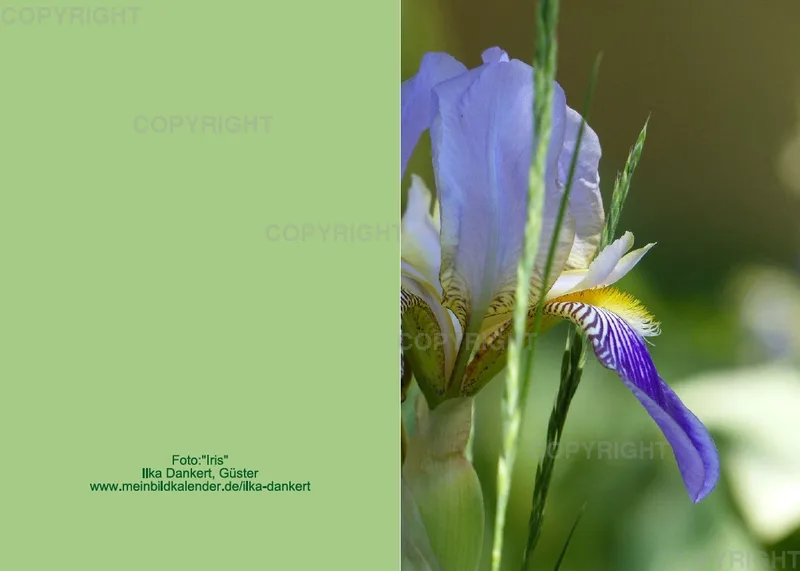 Klappkarte / Iris, nah