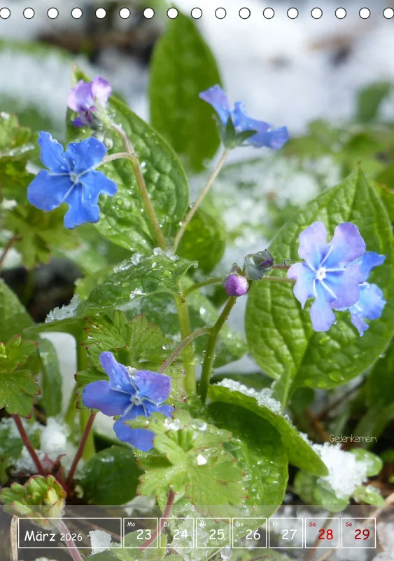 Gartenbilderbuch II