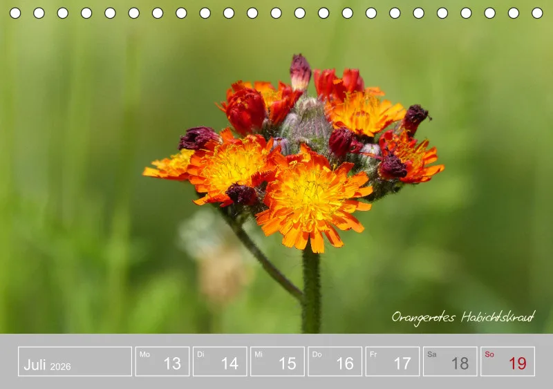 Gartenbilderbuch III
