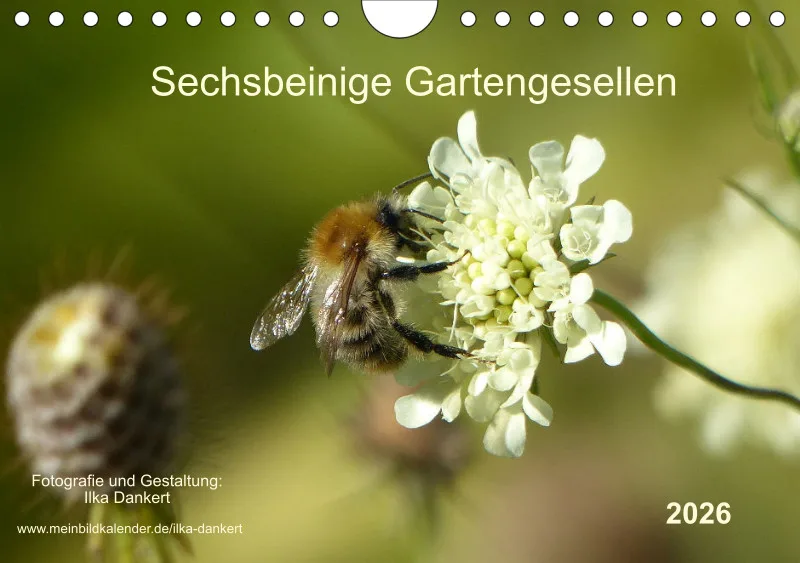 Sechsbeinige Gartengesellen