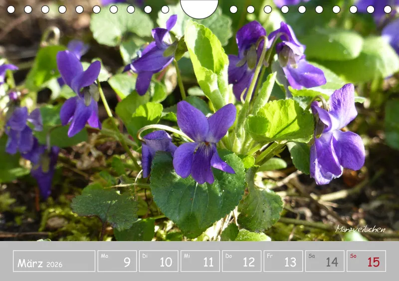 Gartenbilderbuch III