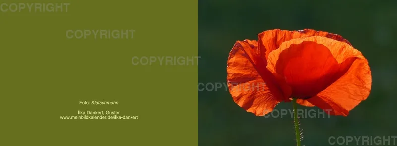 Klappkarte / Klatschmohn im Gegenlicht