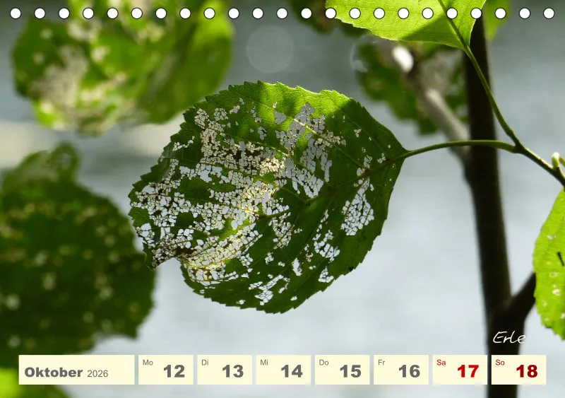 Gartenbilderbuch V