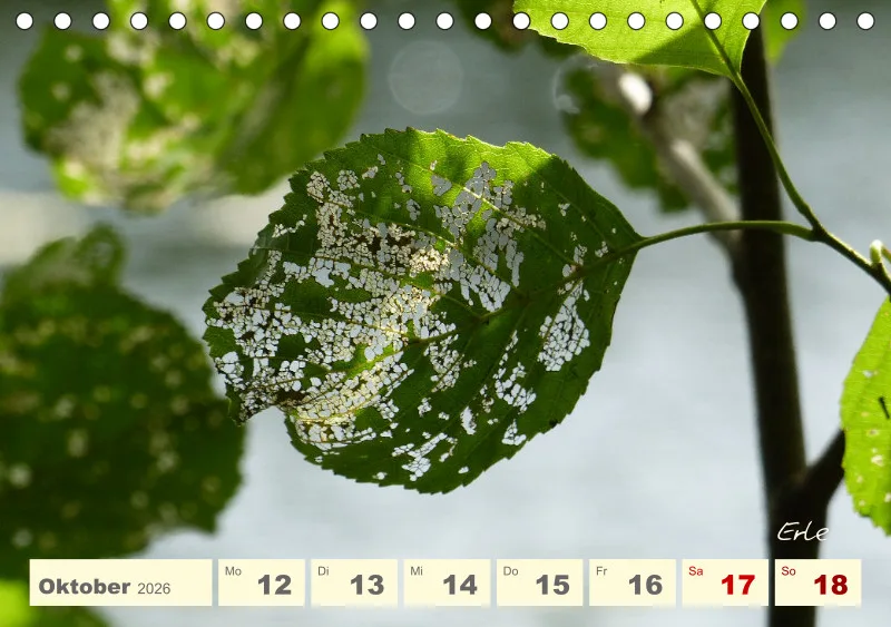 Gartenbilderbuch V