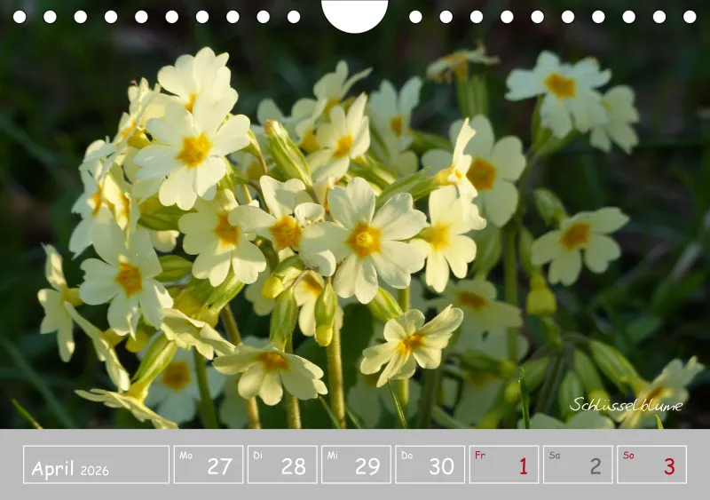 Gartenbilderbuch III