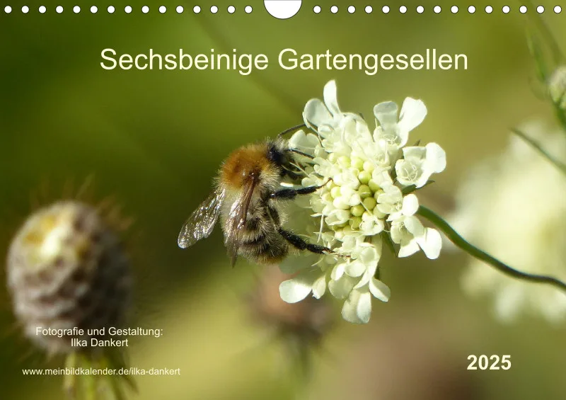 sechsbeinige Gartengesellen