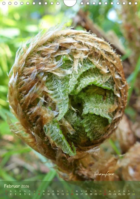 Allerweltspflanzen - wunderschön