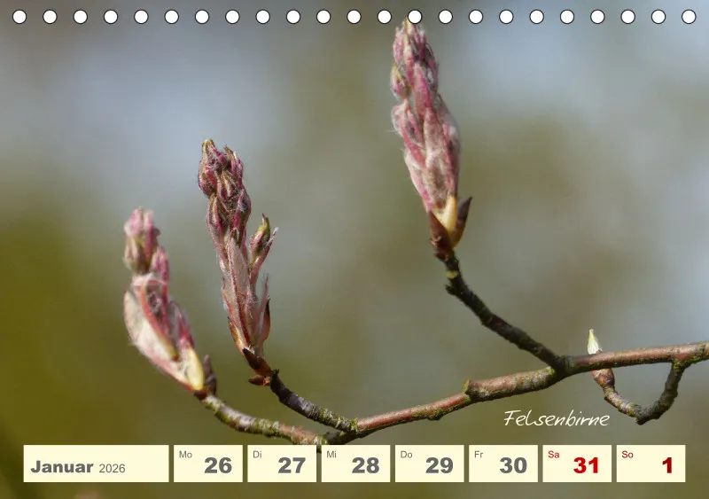 Gartenbilderbuch V