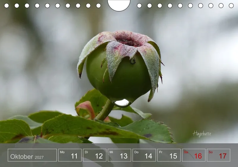 Gartenbilderbuch 2027
