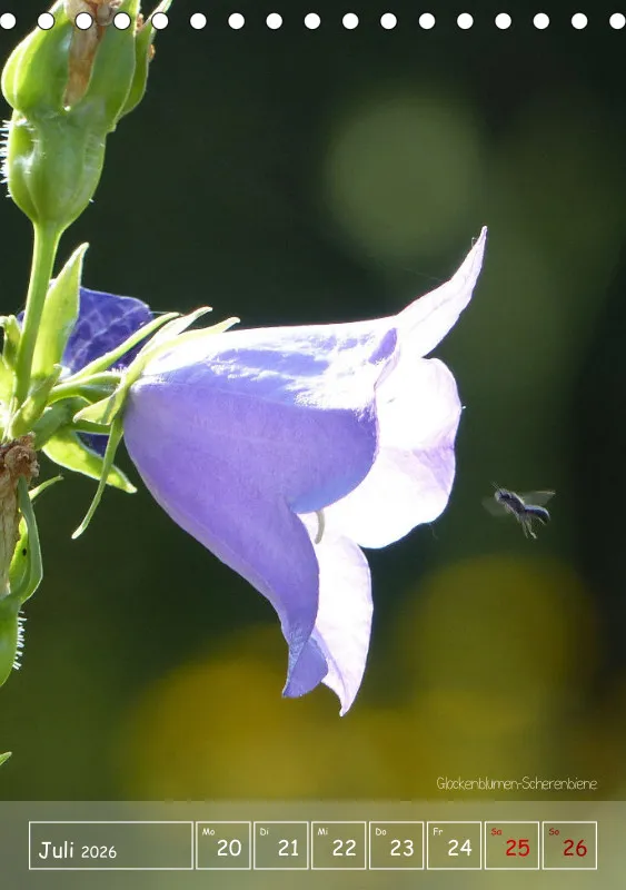 Gartenbilderbuch II