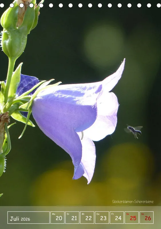 Gartenbilderbuch II