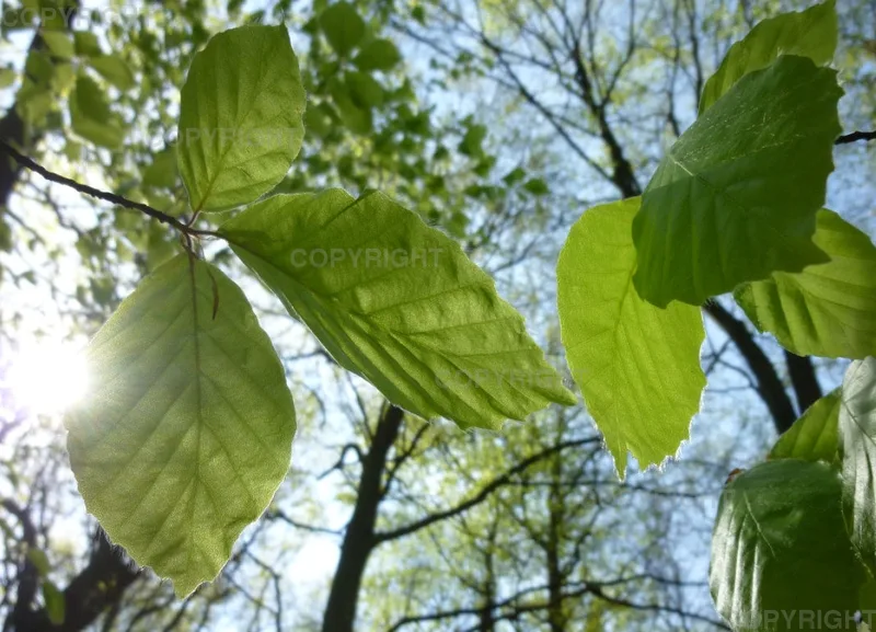 Grußkarte / Junges Buchenlaub
