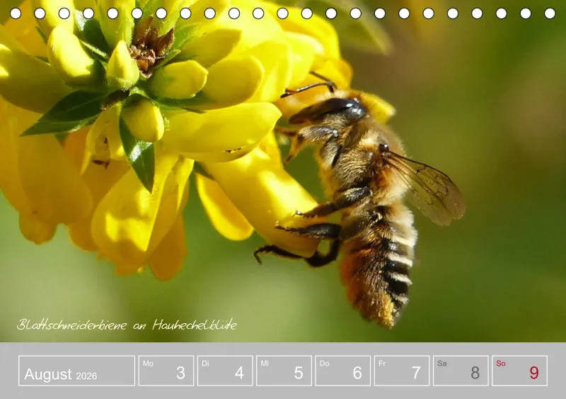 Gartenbilderbuch III