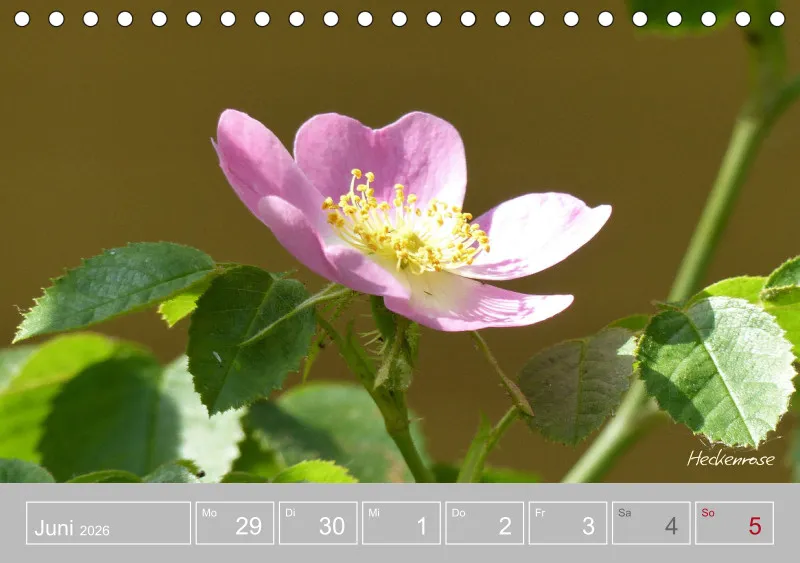 Gartenbilderbuch III