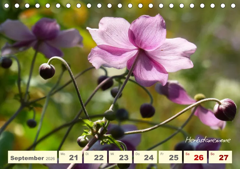 Gartenbilderbuch V