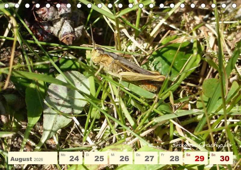 Gartenbilderbuch V
