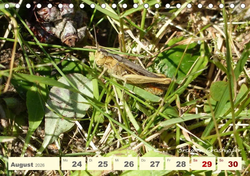 Gartenbilderbuch V