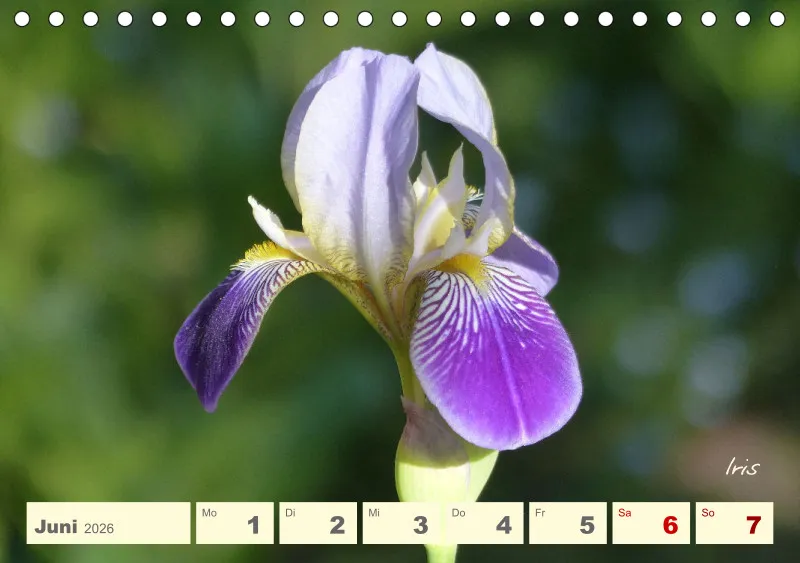 Gartenbilderbuch V