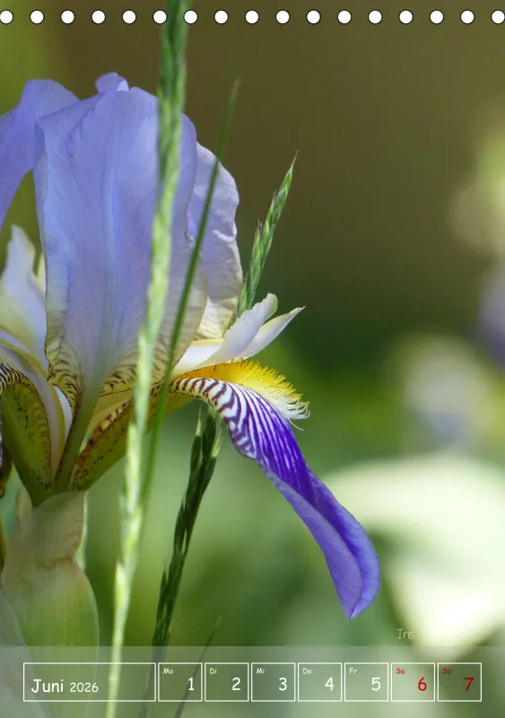 Gartenbilderbuch II