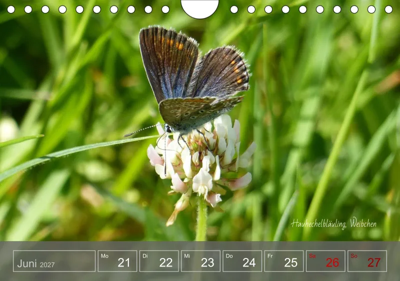 Gartenbilderbuch 2027