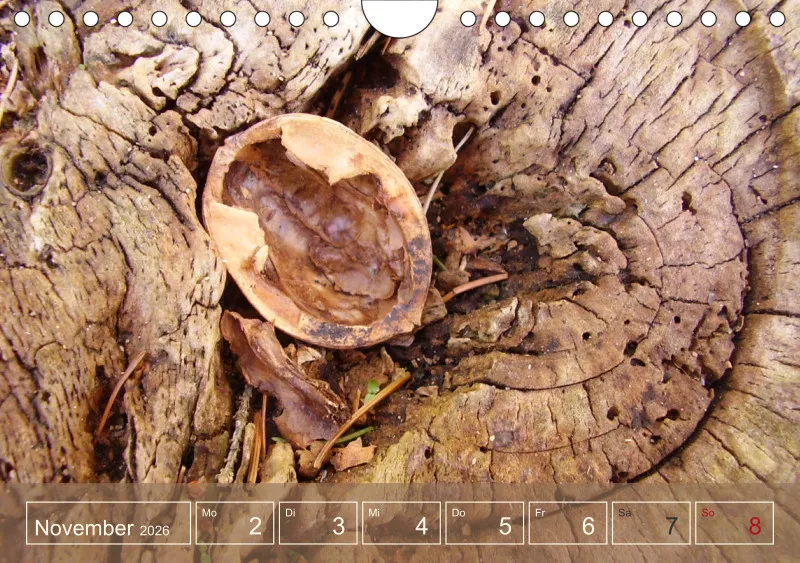 Gartenbilderbuch I