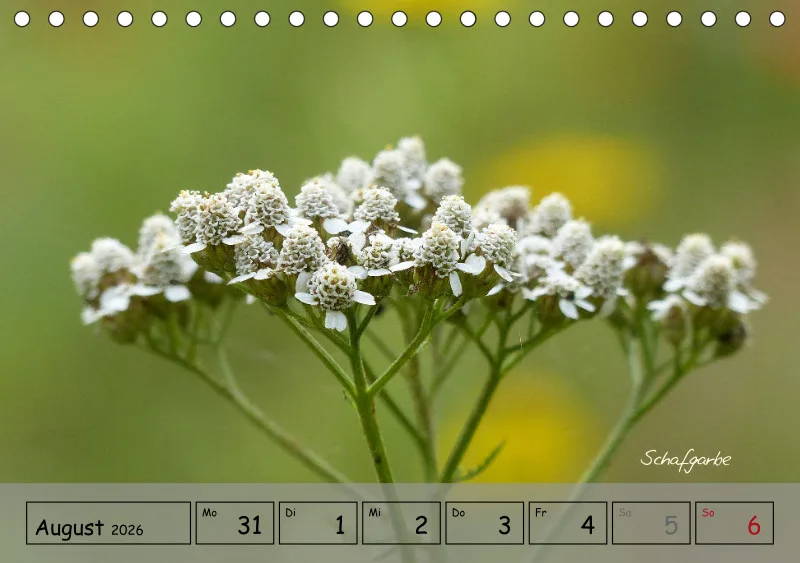 Gartenbilderbuch IV