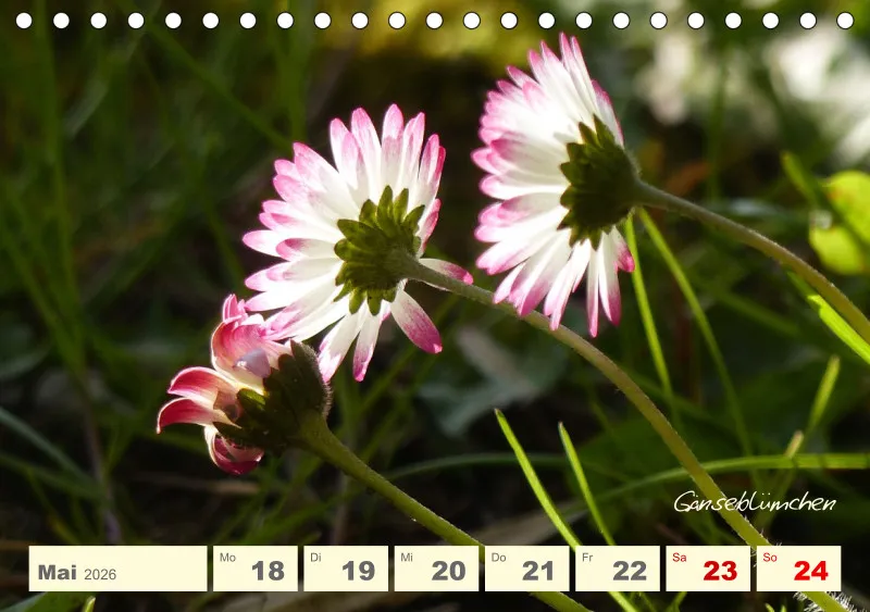 Gartenbilderbuch V
