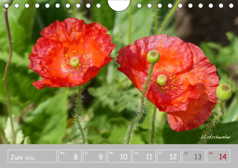 Gartenbilderbuch III