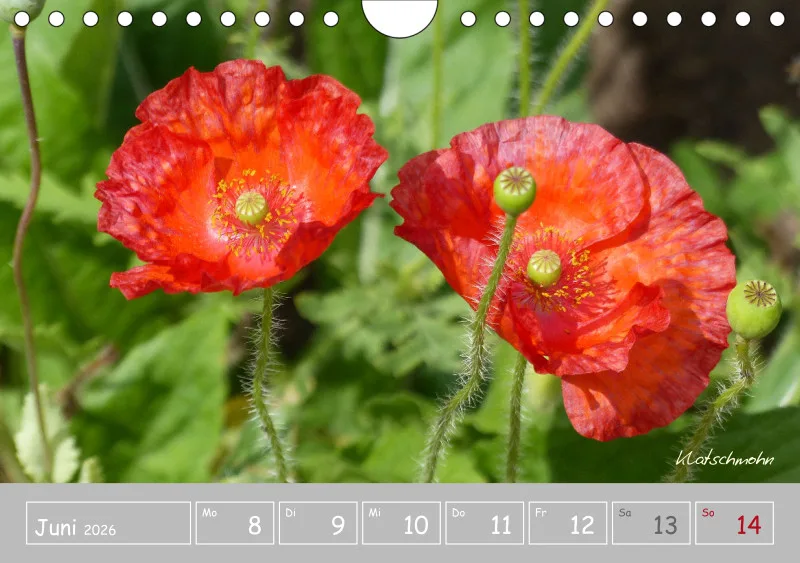 Gartenbilderbuch III