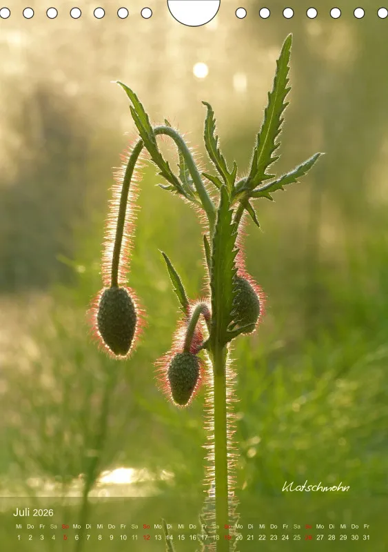 Allerweltspflanzen - wunderschön! II